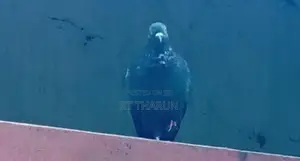 riceer pigeon