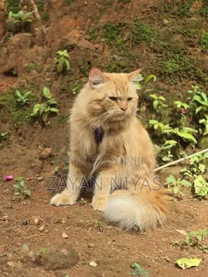 Persian Cat