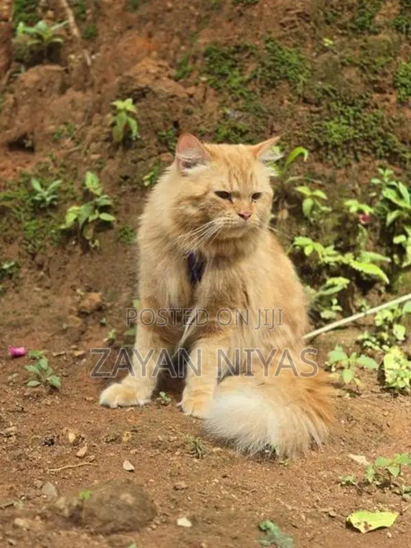 Persian Cat