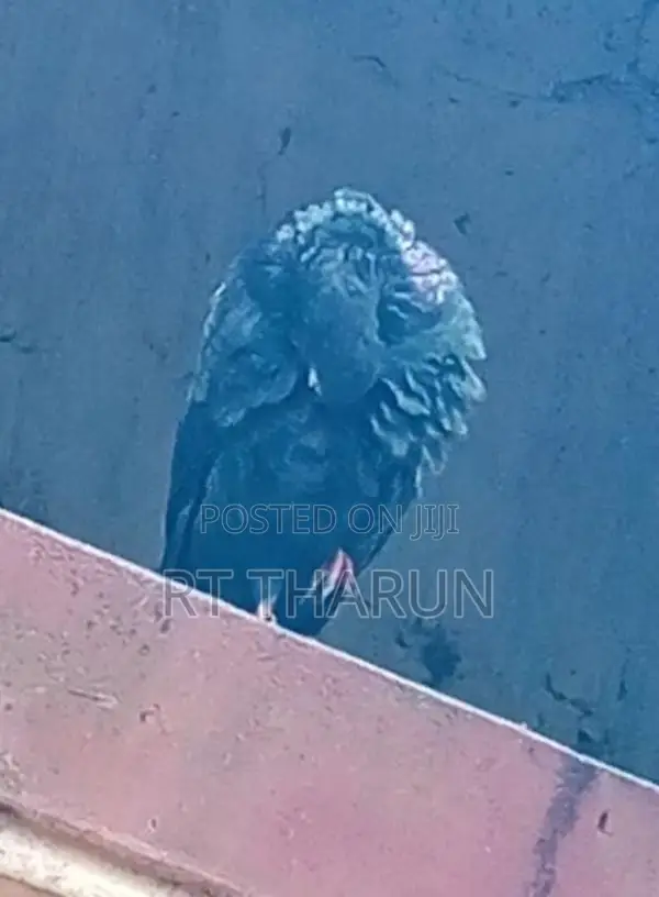 riceer pigeon