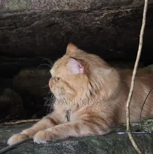 Persian Cat