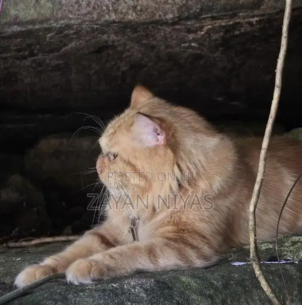 Persian Cat