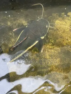 Red Tail Catfish