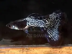 Guppy Fish