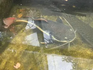 Red Tail Catfish