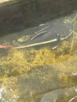 Red Tail Catfish