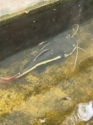 Red Tail Catfish