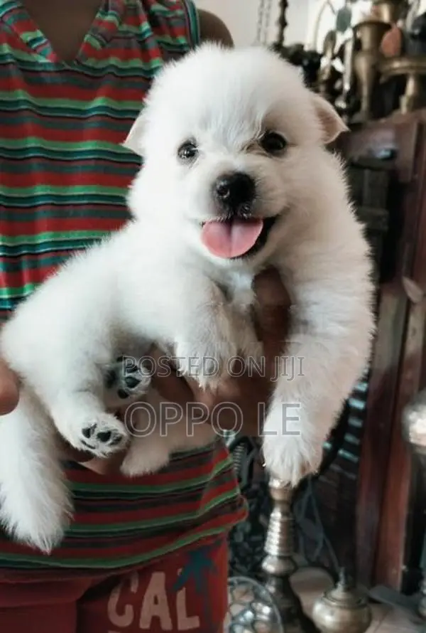 Pomeranian Puppies