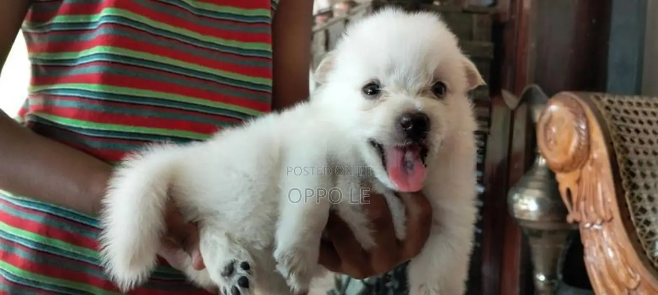 Pomeranian Puppies
