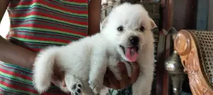 Pomeranian Puppies