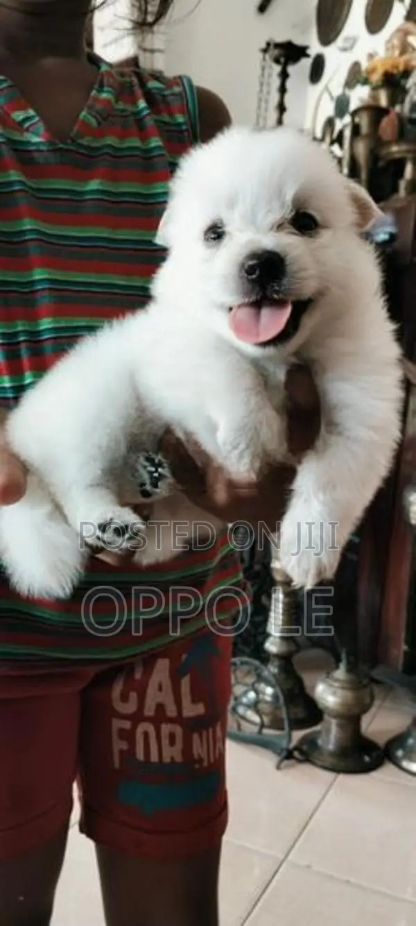 Pomeranian Puppies