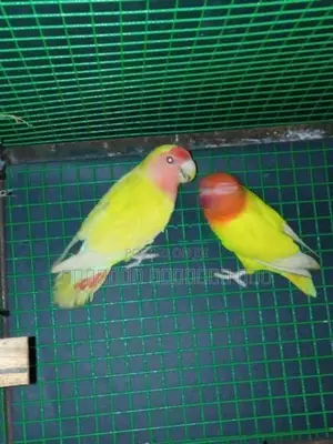 African lovers