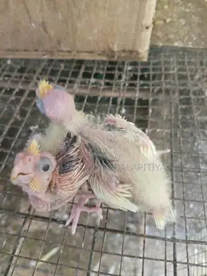 Cocktail Chiks