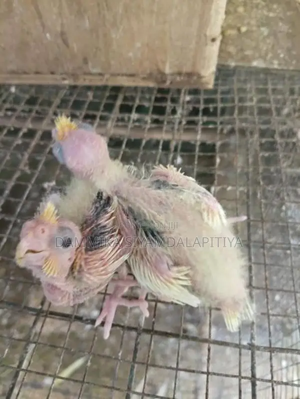 Cocktail Chiks