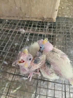 Cocktail Chiks
