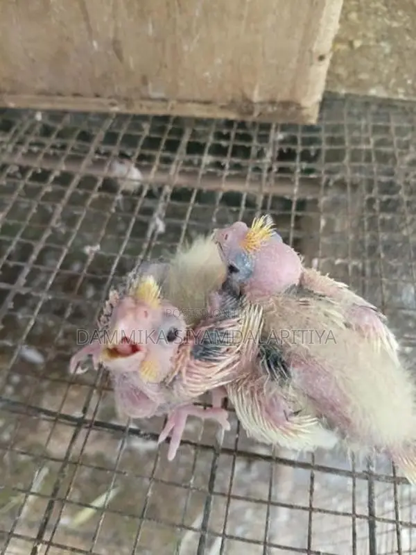 Cocktail Chiks