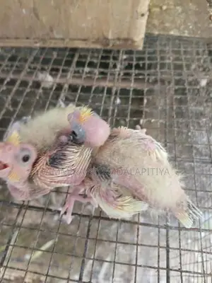 Cocktail Chiks