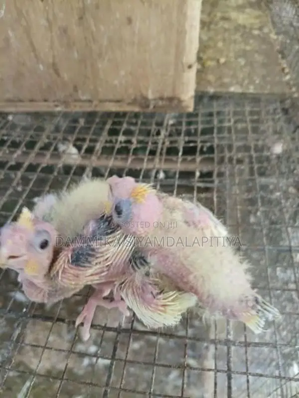 Cocktail Chiks