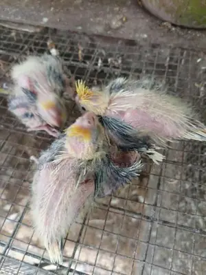 Cocktail Chiks