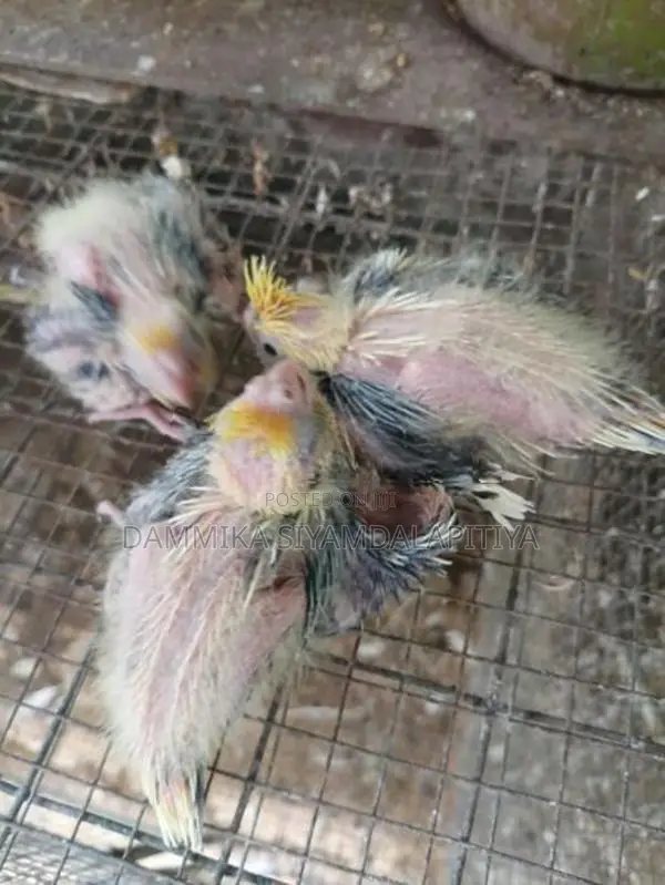Cocktail Chiks