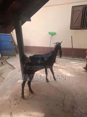 Goat