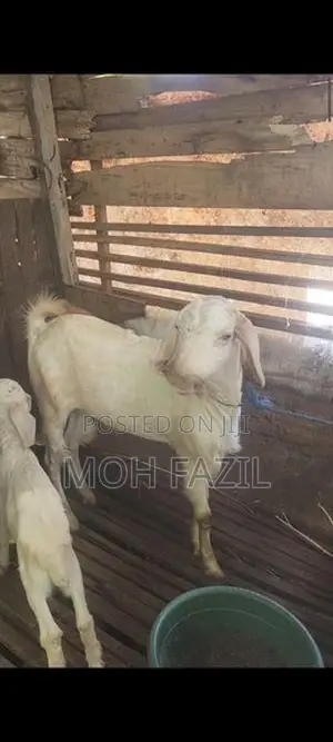 Male Goat