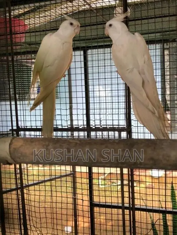 Cockatiel Bird