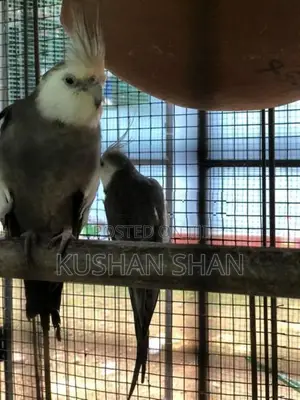 Cockatiel Bird