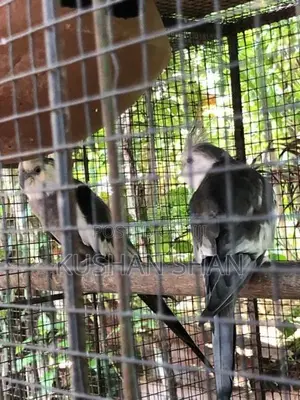 Cockatiel Bird