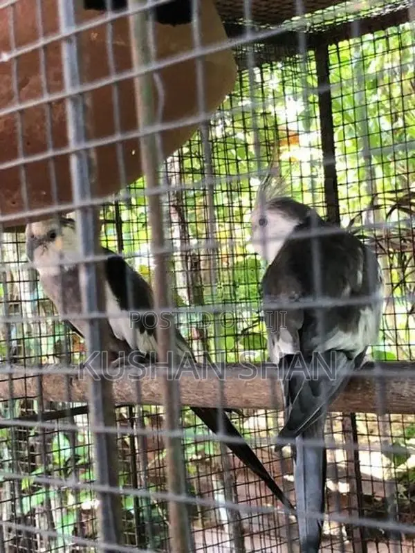 Cockatiel Bird