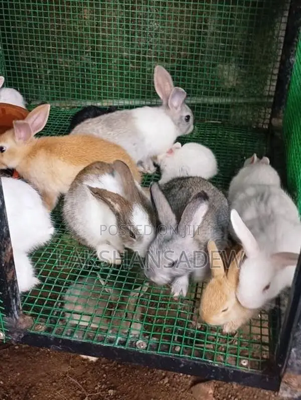 Rabbit