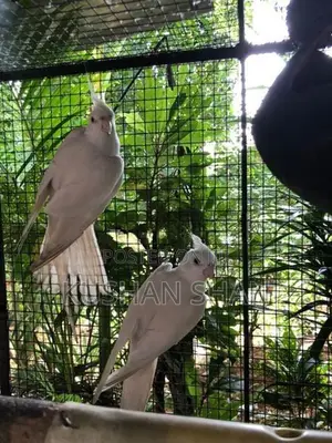 Cockatiel Bird