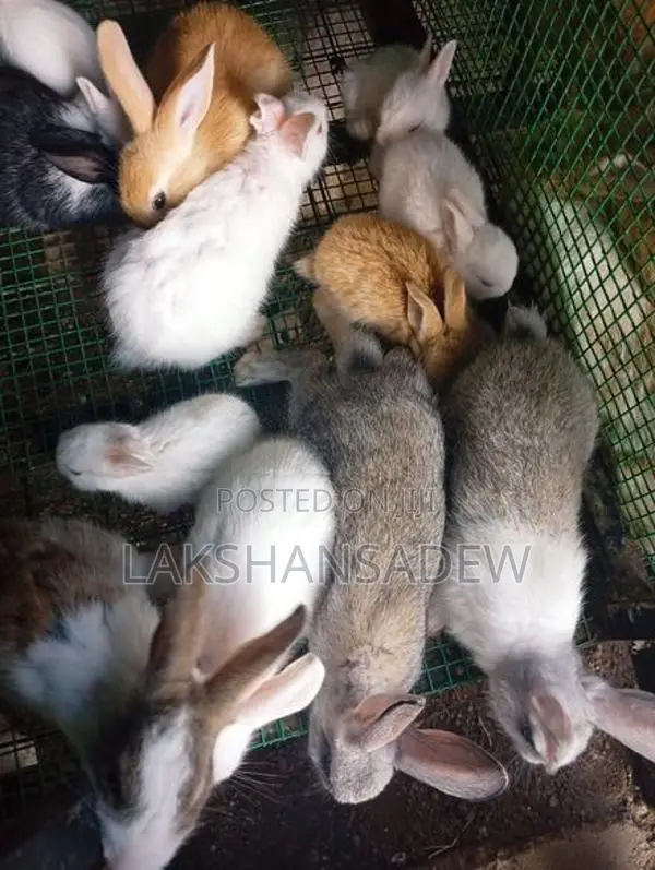 Rabbit