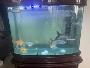 aquarium Fishes with Tank