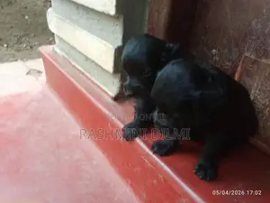 Shitzu Puppy