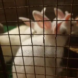 Rabbit