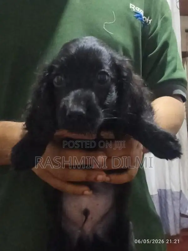 Shitzu Puppy