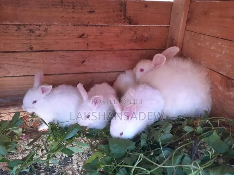 Rabbit