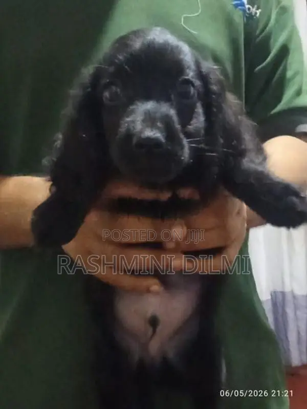Shitzu Puppy