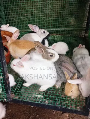 Rabbit