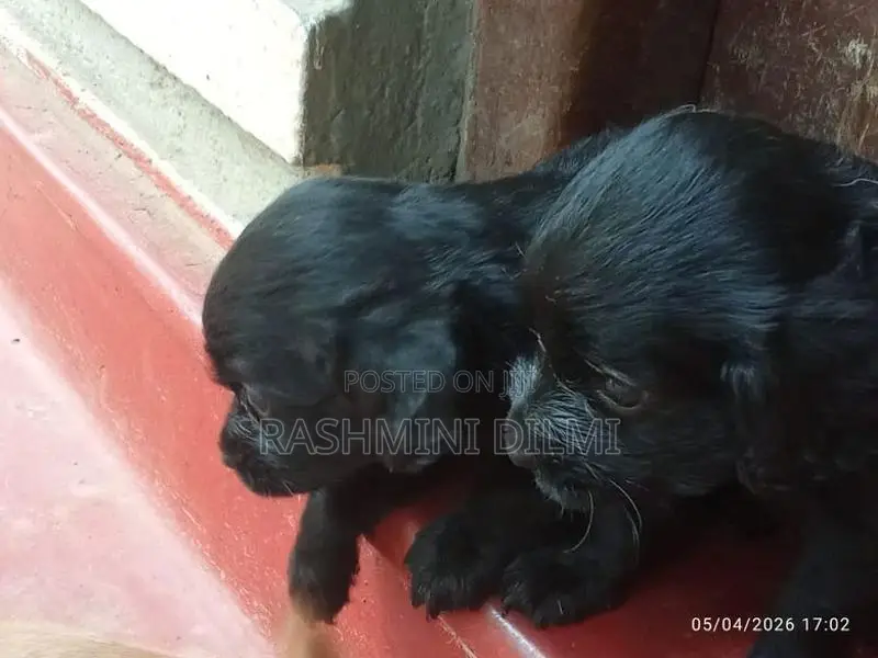Shitzu Puppy