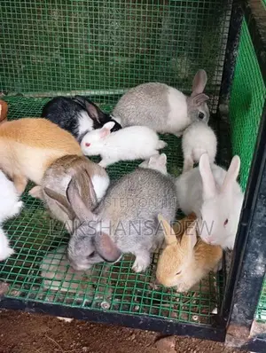 Rabbit