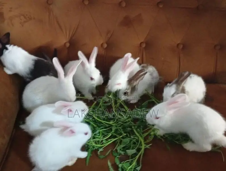 Rabbit
