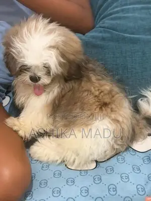 Shih Tzu Puppies