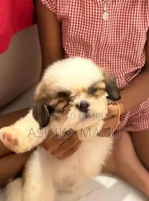 Shih Tzu Puppies