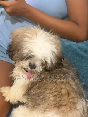 Shih Tzu Puppies