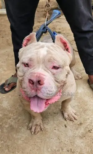 American Bully