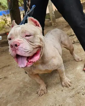 American Bully