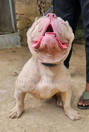 American Bully