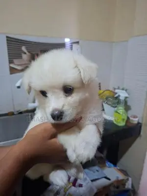 Lion Pomeranian Puppies